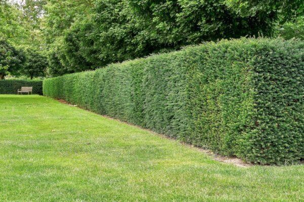 Eibe 30st. 60-80cm als krftige Ballenware Heckenpflanzen Taxus baccata  Eiben | eBay.de