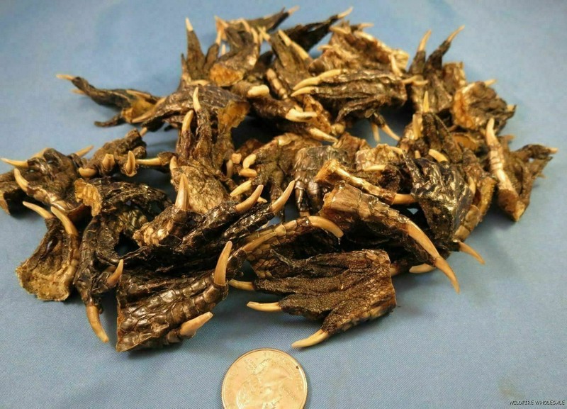 WHOLESALE LOT OF 25 FEET FLORIDA GATOR American ALLIGATOR REAL toe CLAW craft
