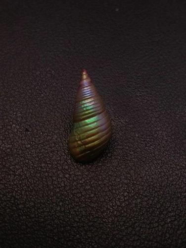 Rare, Phasianotrochus eximius rainbow kelp Maireener aboriginal sea shell #17331