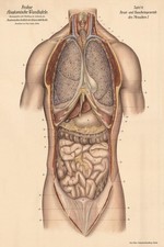 Vintage Anatomy Poster   Human Body Chart - 24x36  Premium Matte Paper 200gsm