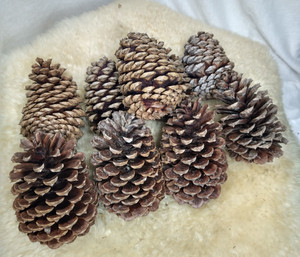 24 LARGE ALL NATUAL LOBLOLLY PINE CONES 4"-7" FOR HOLIDAY DECORATIONS & CRAFTS