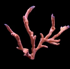 WYSIWYG XXL Forest Fire Digitata Coral Colony