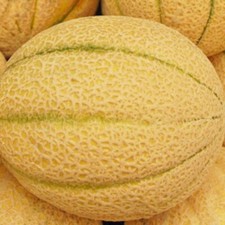Iroquois Melon Seeds  | NON-GMO | Heirloom | Fresh Garden Seeds