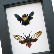 Gold Carpenter Bee Red Devil Cicada Set Framed Insect Taxidermy Classic Black