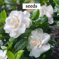 100 Gardenia Jaminoides Seeds - Cape Jasmine - Fragrant White Flowers