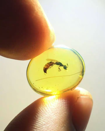 Cretaceous Fossil Burmese amber burmite rare bee insect amber Fossil Myanmar - Picture 5 of 5