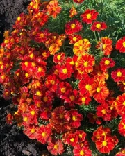 French Marigold DISCO RED Beneficial Flowers in Gardens USA Non-GMO 100 Seeds