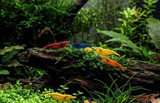 Assorted Neocaridina Shrimp  25 Pack 