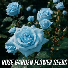 20 Light Blue Rose Seeds Rare Garden Elegance for Serene Blooms