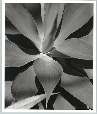 1945 1992  Agave Attenuata Plant Leaves Large Art Photo By Horst 16X20
