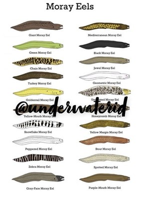 Moray Eel Print Wall Art (Buy One Get One Free Choose Any Other Print) A4