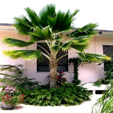 10 Fiji Fan Palm Tree Seeds (Pritchardia pacifica) Fast Growing Tropical Plant