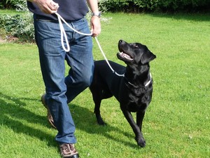 extra long training leash