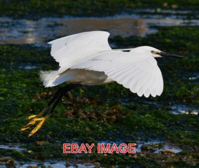 FOTO ABHEBEN: KLEINER REIHER FLIEGT IM LOOE HARBOUR CORNWALL KLEINER EIER