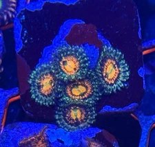 Cornbred Raimbow Incinerator Zoa/paly 5 Polyps