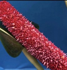 Anthurium bakeri Many Red Berries Long Strap Leaves ESTABLISHED DIVISION 4” Pot