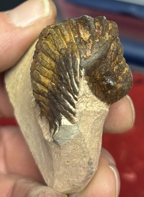 Colorful Crotalocephalus trilobite fossil Devonian Top quality 