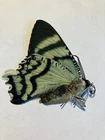 Real Butterfly/Moth/Insect B2689 Non set Rare Alcides orontes Day Moth