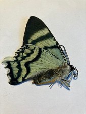 Real Mariposa/Polilla/Insecto B2689 Sin Set Raro Alcides Orontes Día Polilla