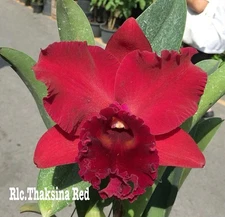 Orchid Flask : CLONE  Rlc . Thaksina Red , Clone ,Black Friday Sale