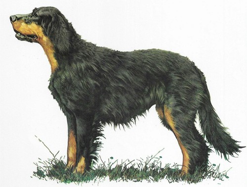 Gordon Setter - CUSTOM MATTED - 1976 Vintage Dog Art Print - Cozzaglio