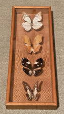 * 4 x BUTTERFLIES - VINTAGE FRAMED BUTTERFLY TAXIDERMY - RARE - 32cm  x  12cm *
