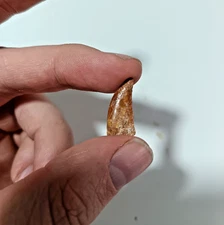 LARGE Deltadromeus Agilis "Raptor" Dinosaur Tooth Boxed & Labeled H-119