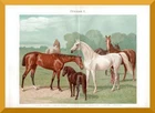 Horses + Print/Lithograph from 1885+ Arabs, Shetland-Ponny, English Half Blood