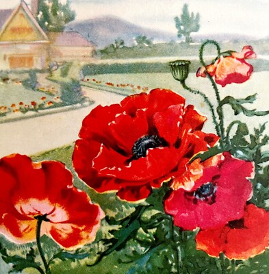Poppy Lithograph 1920 Flower Print Myron Van Brunt Floral Garden Art DWDD16