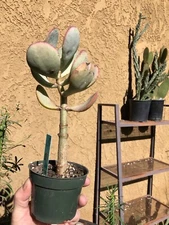 Crassula arborescens Silver Dollar Succulent 9"Tall #51G