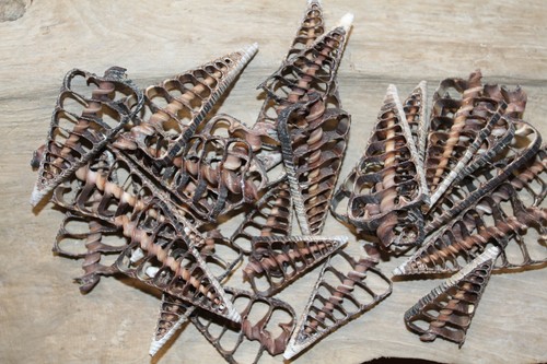 TELESCOPIUM- Cut Seashells, Wreath Supply, Floral Supply CS-72 - Picture 7 of 15