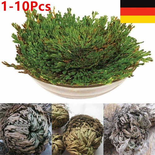 Auferstehung Rose - Jericho Live Magic Plant Dinosaurier Air Farn Spikes Moos'. - Picture 5 of 19