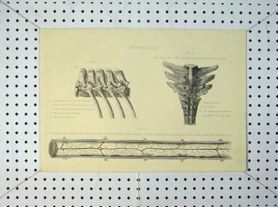 Alter antiker Druck Pferd Osteologie 1816 Lendenwirbel Kreuzbein Arterien 19.