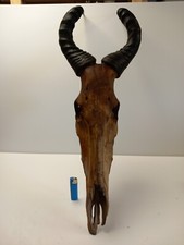 Massacre de grand koudou , crâne d'antilope d'Afrique