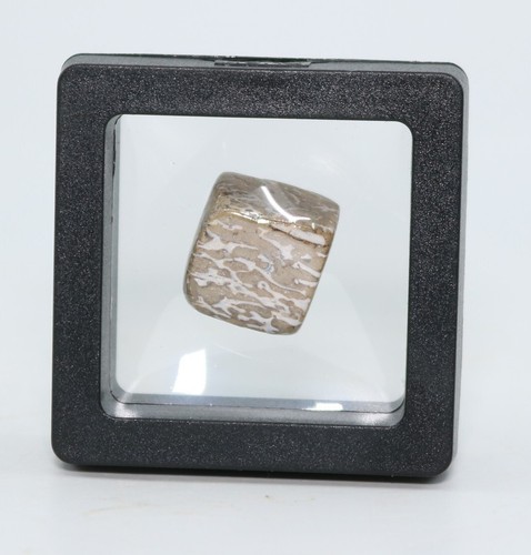 Polished Atlasaurus Dinosaur Fossil bone 16.4mm 0.64" Jurassic Morocco COA 7002 - Picture 3 of 9