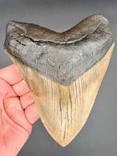 Megalodon Shark Tooth 6.21 Serrated Fossil Shark Teeth