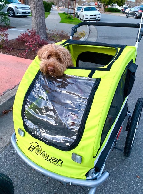 booyah large pet bike trailer dog stroller