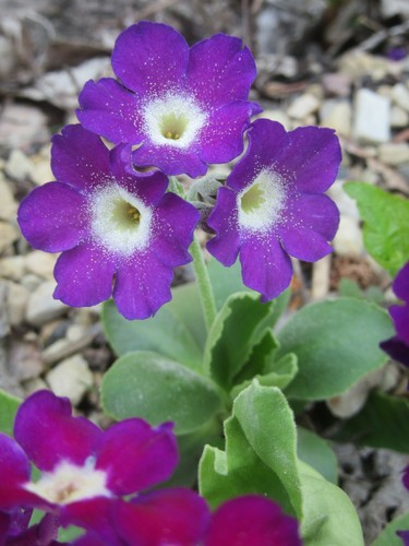 Alpine Primroses : 50 Seeds : Small European Hybrids : Mixed Colours : Primula - Picture 11 of 12
