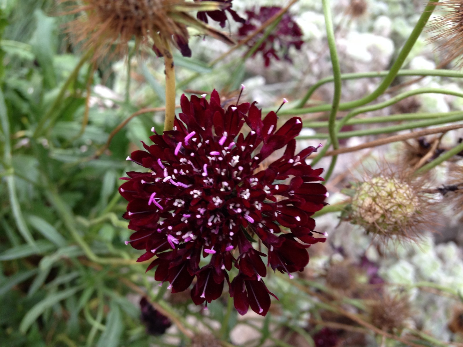 20+ SCABIOSA BEAUJOLAIS PINCUSHION BURGUNDY PERENNIAL FLOWER