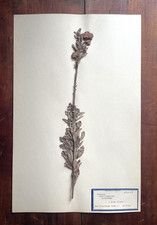 Antique Herbarium Pressed Botanical Specimen 1940s - Bush Clover  11" x 17"