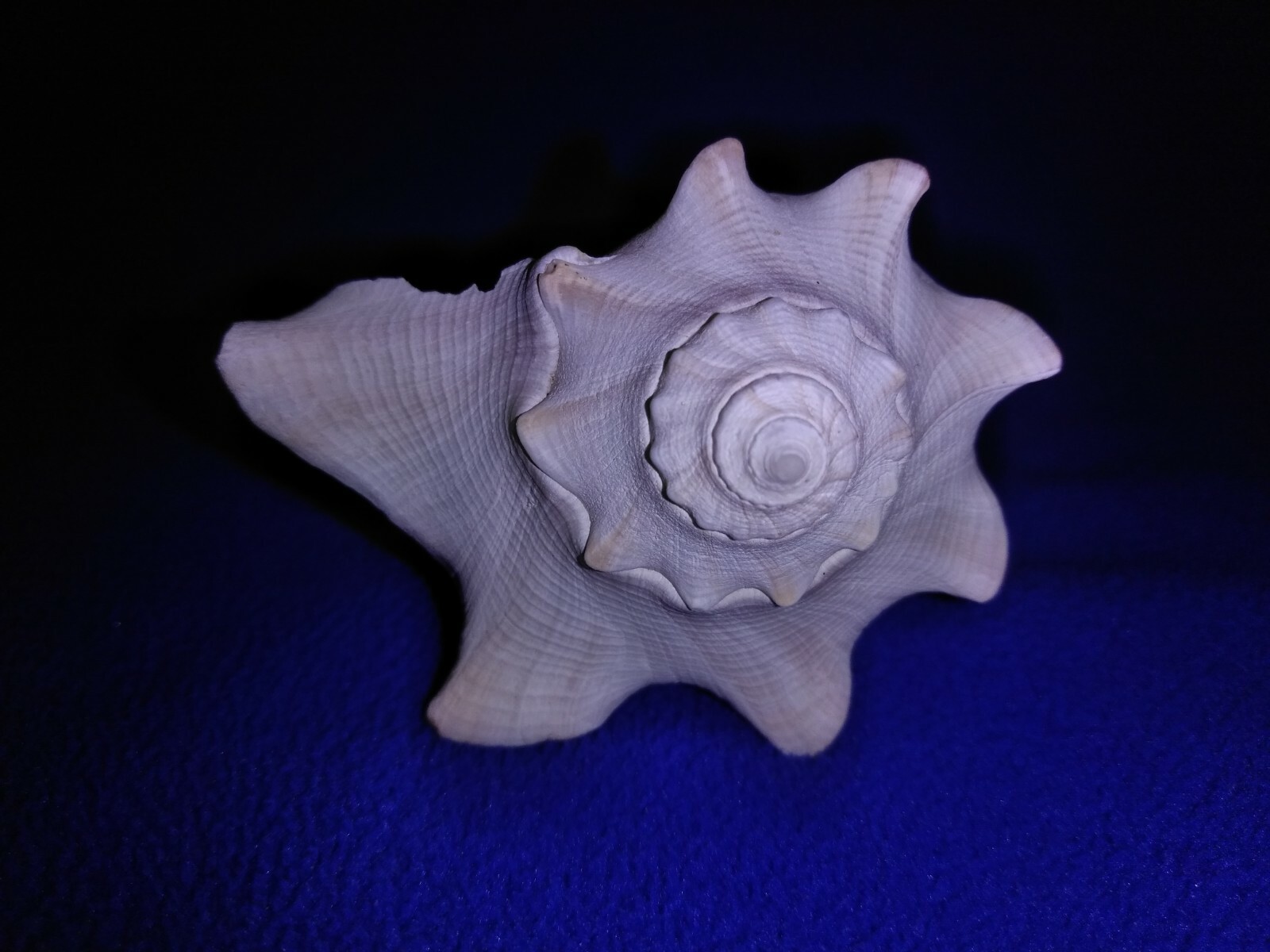 W132 Knobbed Whelk Conch Sea Shell 3 1/2