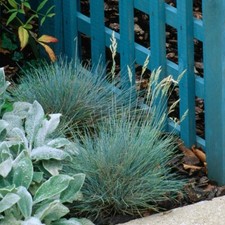 3 x Festuca Intense Blue Plants in 10.5cm Pots - Blue Fescue Ornamental Grasses