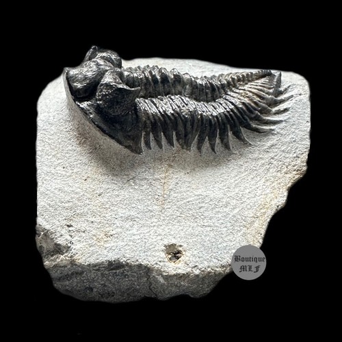 Coltraneia Oufatenensis Trilobite from Morocco Devonian fossil - Picture 3 of 4