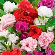 Camelia Flowered Mix Impatiens Seeds | Non-GMO | Free Shipping | Seed Store 1262