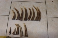 Hirschenden Geweih Hirschhorn Horn Hornspitzen Hirschspitzen Hirschgeweih Hirsch