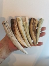 273.KNIFE HANDLE MATERIAL.  ELK HORN BLANKS.EUROPEN ELK(NATURAL).