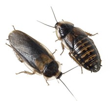 Dubia Roach Breeder Starter Colony 20 Females/4 Males Live