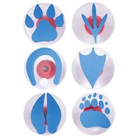 Pfotenabdruck Stempel 6Er Set FüR Kinder | Ready 2 Learn, Bastelstempel