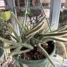 RAT TAIL CACTUS 8-INCH POT HANGING
