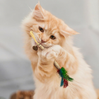 4 PCS Silvervine Chew Sticks Natural Silver Vine Sticks Cat Dental Treat Toy for